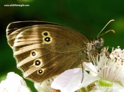 Ringlet (Aphantopus hyperantus) underside