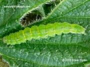 2477 The Snout fully grown 27mm caterpillar (Hypena proboscidalis) © 2015 Steve Ogden