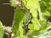 2450 20 mm dark form of The Spectacle Moth caterpillar (Abrostola tripartita)