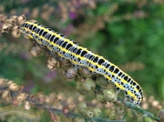 Toadflax Brocade caterpillar (Calophasia lunula) Epsom UK © 2015 James Morgan