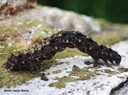 Waved Black caterpillar (Parascotia fuliginaria) recorded on rotten wood in Essex - photo Jenny Taylor