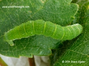 1799 Winter Moth 20mm fully grown  larva Operophtera brumata  9677