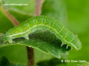 1799 Winter Moth 20mm fully grown  larva Operophtera brumata