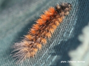 2056 Wood tiger caterpillar (Parasemia plantaginis) photo Keith Parish