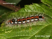 2030 Yellow-tail (Euproctis similis) - final instar caterpillar © 2013 Steve Ogden