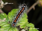 2030 Yellow-tail (Euproctis similis) - final instar caterpillar © 2011 Steve Ogden