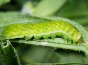 2306 Angle Shades (Phlogophora meticulosa) fully grown green form of caterpillar