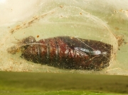 2306 Angle Shades (Phlogophora meticulosa) - late stage pupa