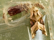 2306 Angle Shades (Phlogophora meticulosa) - emerged from pupa