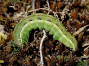 2267 Beaded Chestnut (Agrochola lychnidis) caterpillar