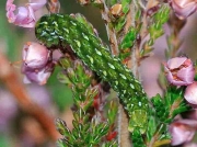 2142 Beautiful Yellow Underwing ( Anarta myrtilli ) caterpillar on heather © T Lee