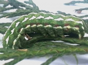2240 Blair's Shoulder-knot caterpillar (Lithophane leautieri) photo-Gaynor-Spencer