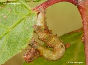 1906 Brimstone Moth caterpillar (Opisthograptis luteolata)