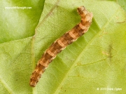 1852 Brindled Pug caterpillar (Eupithecia abbreviata)