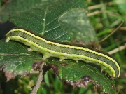 2163 Broom Moth (Melanchra pisi) - caterpillar