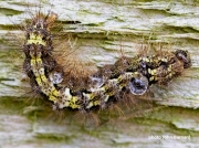 2049-Buff-Footman-fully-grown-caterpillar (Eilema depressa)