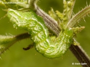 2434 Burnished Brass (Diachrysia chrysitis) caterpillar