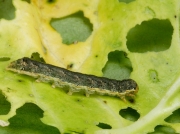 2154 Cabbage Moth (Mamestra brassicae) caterpillar feeding on cabbage