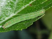 1958 Clouded Silver (Lomographa temerata) caterpillar
