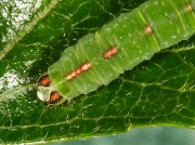 1958 Clouded Silver (Lomographa temerata) caterpillar head
