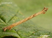 1669 Common Emerald caterpillar (Hemithea aestivaria)