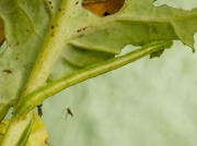 1764 Common Marbled Carpet (Chloroclysta truncata) caterpillar © Steve Ogden