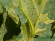 1764 Common Marbled Carpet (Chloroclysta truncata) caterpillar on brocolli © Steve Ogden