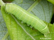 2187 Common Quaker caterpillar (Orthosia cerasi)