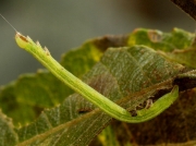 1956 Common Wave (Cabera exanthemata) caterpillar
