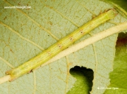 1955 Common White Wave caterpillar (Cabera pusaria)