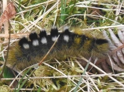 2027 Dark tussock ( PerthshireDicallomera fascelina) caterpillar recorded by Nick Cole in Glenshee area of Perthshire