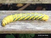 1973 Death's-head Hawkmoth caterpillar (Acherontia atropos) © 2014 Katie Mullally