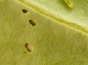 0464 Diamond-back Moth (Plutella xylostella) caterpillar and feeding holes