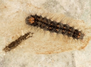 2044 Dingy Footman (Eilema griseola) caterpillar freshly changed into final instar