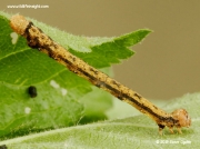 1934 Dotted Border caterpillar (Agriopis marginaria)
