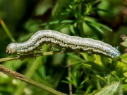 2352 Dusky Sallow caterpillar (Eremobia ochroleuca) photo-G.Nichols
