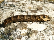 1991 Elephant Hawk-moth (Deilephila elpenor) caterpillar - brown form basking in the sun