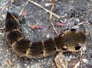 1991 Elephant Hawk-moth (Deilephila elpenor) - brown form of caterpillar