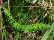 1643 Emperor Moth (Saturnia pavonia) - late instar caterpillar
