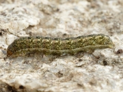 2255 Feathered Ranunculus (Polymixis lichenea) caterpillar side view, Falmouth, Cornwall