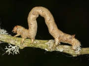 1923 Feathered Thorn (Colotois pennaria) caterpillar