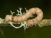 1923 Feathered Thorn (Colotois pennaria) caterpillar