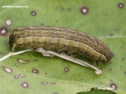 2102 Fully grown  32 mm Flame Shoulder larva (Ochropleura plecta)