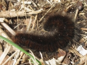 1638 Fox Moth (Macrothylacia rubi) - larva - final instar