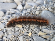 1638 Fox Moth (Macrothylacia rubi) - larva - final instar