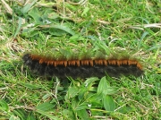 1638 Fox Moth (Macrothylacia rubi) - larva - final instar