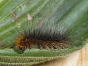 2057 Garden Tiger (Arctia caja) caterpillar - 13mm long caterpillar