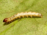 0014 Ghost Moth (Hepialus humuli) caterpillar