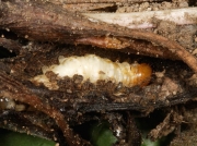 0014 Ghost Moth (Hepialus humuli) caterpillar feeding amongst roots