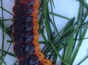 162 Goat Moth (Cossus cossus) final instar caterpillar